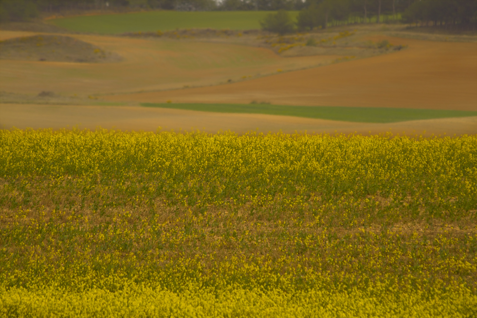 De los campos de Soria